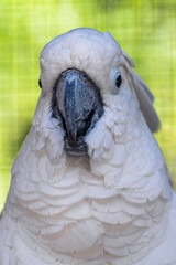 Cockatoo Bird