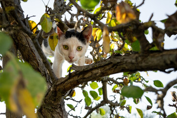 Gato blanco subido en un árbol mira fijamente mientras acecha