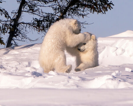 Two Polar Bear Cubs Playing In The Sunshine