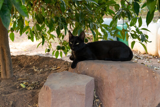 Gato negro acostado sobre una piedra debajo de un naranjo