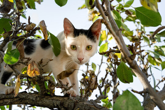 GAto blanco subido en un &aacute;rbol mira fijamente