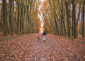 Fototapeta premium a walk with our greyhound