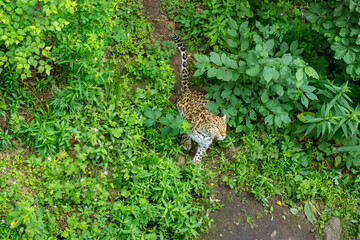 Seaside Safari Park. Far Eastern leopard, Vladivostok city.