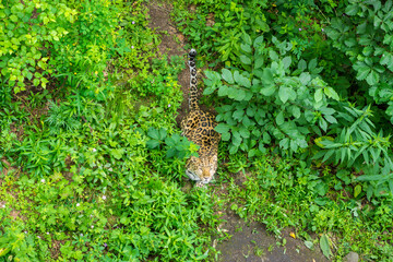 Naklejka premium Seaside Safari Park. Far Eastern leopard, Vladivostok city.
