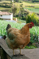 gallina criolla, color amarillo o naranja caminando en el campo