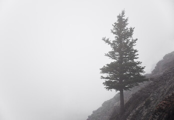 Minimal single tree on mountain in misty fog