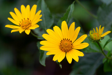 Yellow flowers