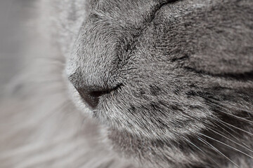 Closeup macro shot of grey cat face nose and cheeks