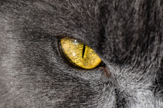 Closeup macro shot of grey cat face with yellow eye