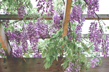 Purple wisteria flowers hanging from pergola canopy