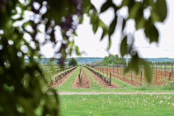 View of rows of grapevines at winery in spring