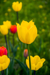 a yellow tulips head