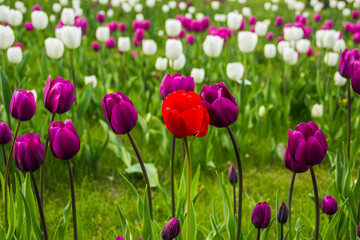 Obraz premium a lonely red tulip flower on the raw of purple tulips