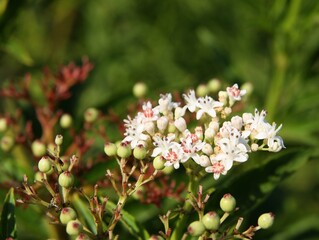 white flowers in corymb of  elderwort - sambucus ebulus wild plant