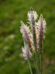 plantago Lanceolate wild plant blossoming close up