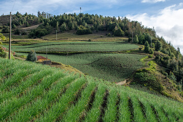 Casa campesina rodeada de cultivos de cebolla junca, criolla, papa y hortalizas , ubicada alrededor de la laguna de tota en Boyaca, colombia