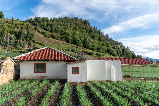 Casa campesina rodeada de cultivos de cebolla junca, criolla, papa y hortalizas , ubicada alrededor de la laguna de tota en Boyaca, colombia