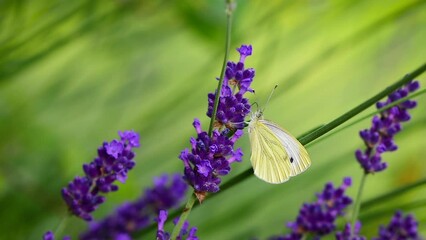 White butterfly (Pieris rapae) on purple lavender flowers drinking nectar