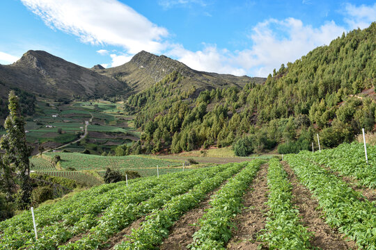 Cultivos de cebolla junca, papa, criolla, arboles y valles que rodean la laguna de Tota, ubicada en Boyac&agrave; Colombia 