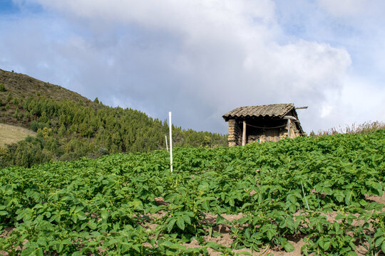 Casa campesina rodeada de cultivos de cebolla junca, criolla, papa y hortalizas , ubicada alrededor de la laguna de tota en Boyaca, colombia