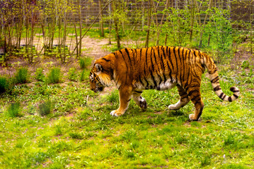 Bengal tiger. Chinese New Year 2022 simbol. Beautiful bengal tiger at zoo.
