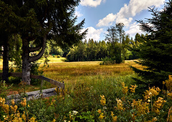 Unspoiled nature, meadows and trees