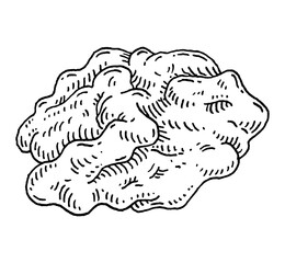 Half walnut without shell. Vector engraving black vintage