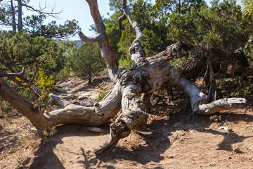 Obraz premium an old juniper tree on the golitsyn trail