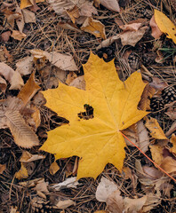 autumn fallen yellow maple leaf heart hole