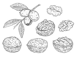 Set walnut. Branch with leaves and nuts. Vector vintage engraving