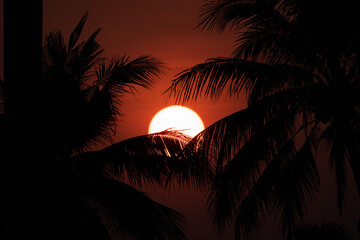 Close up of sunset behind coconut trees