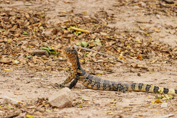 A small Asian water monitor (Varanus salvator) raise his head and looking for something on the ground