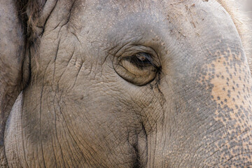Close up of elephant right eye