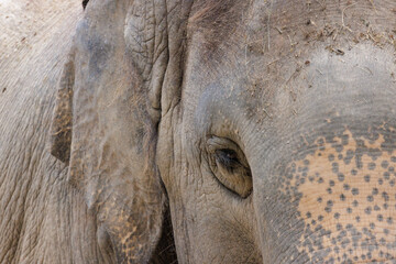 Close up of elephant right eye