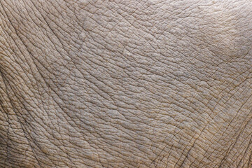 Close up of elephant skin