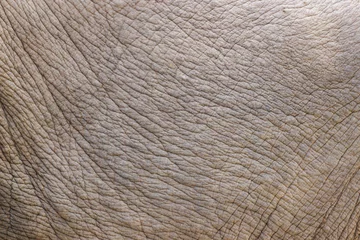 Wandaufkleber Close up of elephant skin © PinkBlue