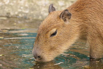 Close up of single capybara drinking water during day time