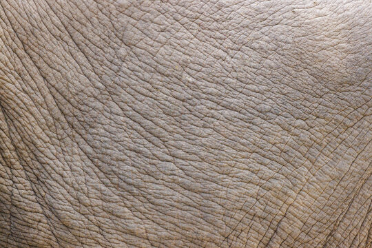 Close Up Of Elephant Skin