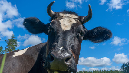 Open farm with dairy cattle on the field in countryside farm. Happy single cow on a pasture on blue sky background.