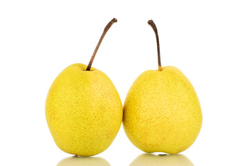 Two organic bright yellow pears, close-up, isolated on a white background.