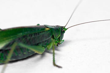 Green locust insect, close-up on a white background