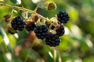 Blackberry ripening in nature close-up on a natural green background