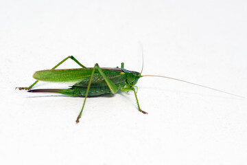 Green locust insect, close-up on a white background