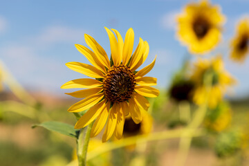 Sunflower in a field near Siena, Italy in Tuscany