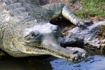 A huge crocodile lies on the grass on the banks of the river.