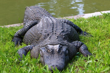 A huge crocodile lies on the grass on the banks of the river.