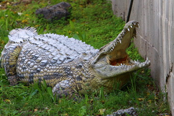 Fototapeta premium A huge crocodile lies on the grass on the banks of the river.