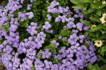 Fototapeta premium Purple Flowers Garden Summer Annual, Full Sun