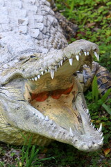 A huge crocodile lies on the grass on the banks of the river.