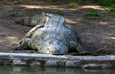 A huge crocodile lies on the grass on the banks of the river.